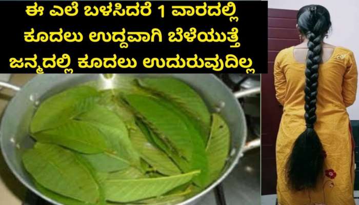 ಮನೆಯ ಮುಂದೆಯೇ ಸಿಗುವ ಈ ಎಲೆಯನ್ನ ಕುದಿಸಿ ಹಚ್ಚಿದ್ರೆ.. ಕಡುಕಪ್ಪು ಮೊನಕಾಲುದ್ದ, ಕೂದಲು ನಿಮ್ಮದಾಗುತ್ತವೆ!!  