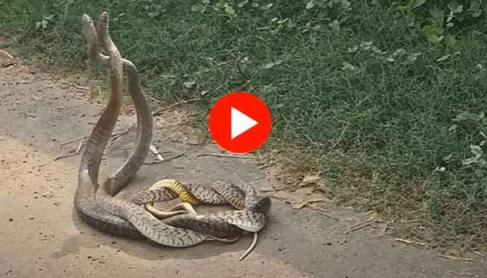 Snake Video: ನಡು ರಸ್ತೆಯಲ್ಲೇ ನಾಗರಹಾವುಗಳ ರೊಮ್ಯಾನ್ಸ್: ನಾಗ-ನಾಗಿಣಿಯ ಸರಸದ ಅಪರೂಪದ ವಿಡಿಯೋ ಇಲ್ಲಿದೆ