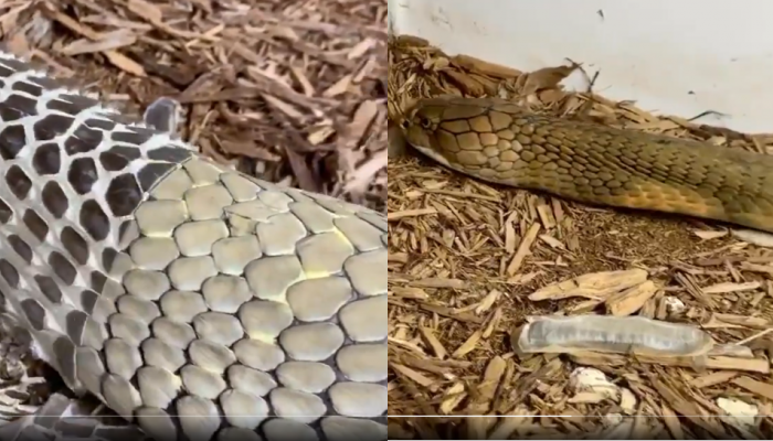 Snake Video: ಹಾವು ಪೊರೆ ಬಿಡುವ ರೋಮಾಂಚಕ ವಿಡಿಯೋ ವೈರಲ್‌ title=