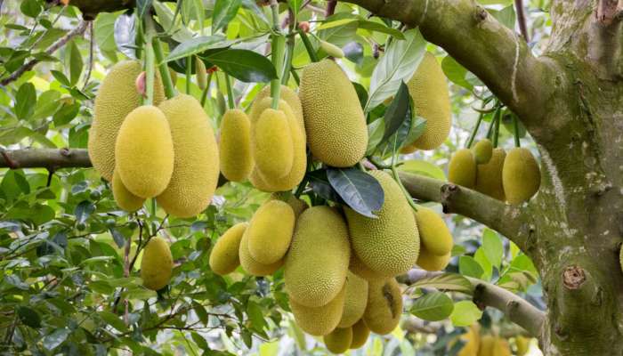 ಮಧುಮೇಹಿಗಳಿಗೆ ದಿವೌಷಧ ʼಈʼ ಸಿಹಿಯಾದ ಹಣ್ಣು! ಹೀಗೆ ಸೇವಿಸಿದ್ರೆ ಜನ್ಮದಲ್ಲೇ ಹೆಚ್ಚಾಗಲ್ಲ ಶುಗರ್!!‌ 