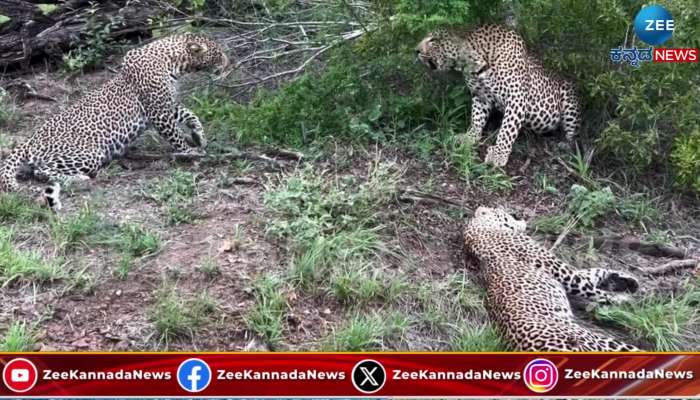 Leopards fight goes viral on social media