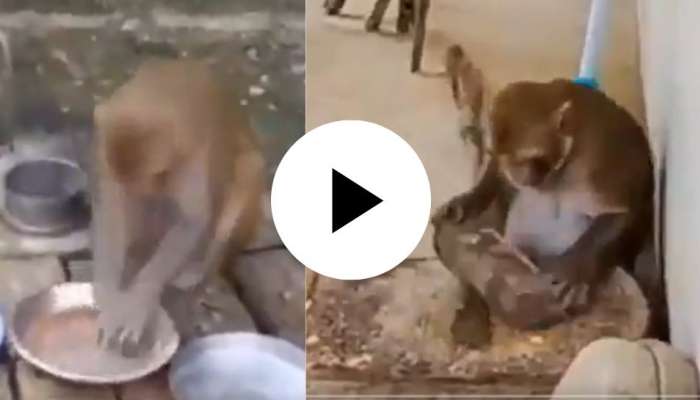 Viral Video: ಕೋತಿ ಮನುಜನ ರೂಪ ಎನ್ನುವುದಕ್ಕೆ ಇದೇ ಸಾಕ್ಷಿ ಗುರು.. ಪಾತ್ರೆನೂ ತೊಳಿತೈತೆ ಈ ಮಂಗ.. ಚಪಾತಿ ಮಾಡೋದ್ರಲ್ಲಂತೂ ಈತ ಪಂಟ title=