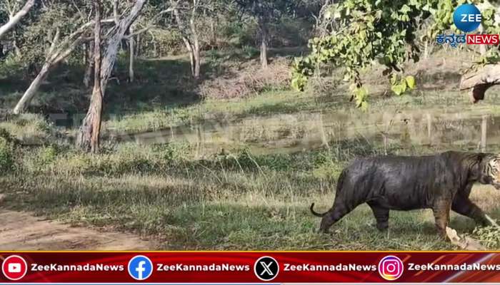 Hebbuli darshan for those who came to safari