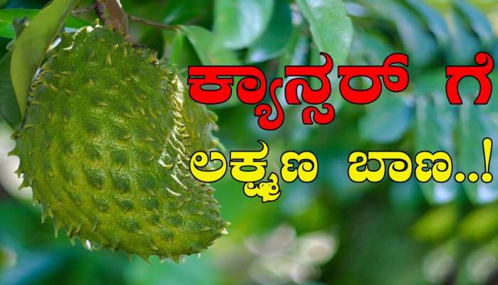 ವರದಾನಕ್ಕಿಂತ ಕಡಿಮೆಯಿಲ್ಲ.. ಈ ಹಣ್ಣು ಎಲ್ಲೇ ಕಂಡರೂ ತಿನ್ನದೇ ಬಿಡಬೇಡಿ! 12 ವಿಧದ ಕ್ಯಾನ್ಸರ್‌ಗೆ ಇದೇ ಪರಮೌಷಧ.. 