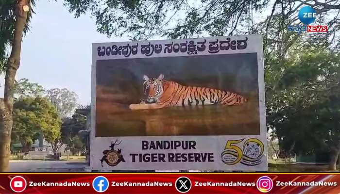 Bandipur Tiger Bhima viral video 