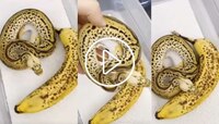 Snake viral Video: ಬಾಳೆಹಣ್ಣು ಅಂತ ತಿನ್ನೋಕೆ ಕೈಗೆ ತಗೊಂಡಿದ್ದೆ ತಪ್ಪಾಯ್ತು.. ಅದು ಹಣ್ಣಲ್ಲ ಹೆ