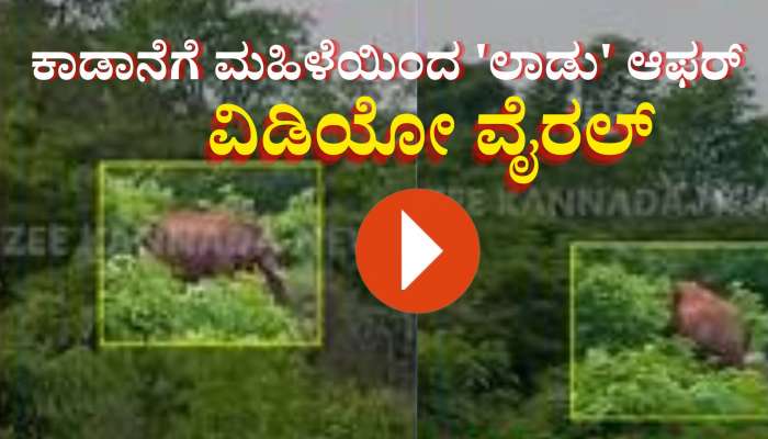 ಮನೆ‌ ಬಳಿ ಹಾಡಹಗಲೇ ಕಾಡಾನೆ ಪ್ರತ್ಯಕ್ಷ- ಗಜರಾಜನಿಗೆ ಲಾಡು ಬೇಕಾ ಲಾಡು ಎಂದ ಮಹಿಳೆ!! ವಿಡಿಯೋ ವೈರಲ್ 