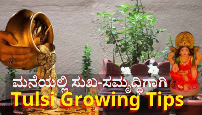 ಮನೆಯಲ್ಲಿ ಸುಖ-ಸಮೃದ್ಧಿ ಹೆಚ್ಚಿಸುವ ತುಳಸಿ ಗಿಡವನ್ನು ಸೊಂಪಾಗಿ ಬೆಳೆಸಲು  ಸಿಂಪಲ್ ಟಿಪ್ಸ್ 
