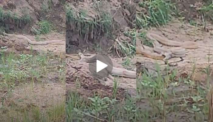 King Cobra vs ptyas snake Viral Video: ಹೊಟ್ಟೆ ಹಸಿವು ತಡೆಯಲಾಗಿಲ್ಲ.. ಬೇಟೆ ಎಲ್ಲೂ ಸಿಕ್ಕಿಲ್ಲ.. ಕೊನೆಗೆ ಕೇರೆ ಹಾವನ್ನೇ ಆಹಾರವನ್ನಾಗಿಸಿ ನುಂಗಿ ನೀರು ಕುಡಿದೇ  ಬಿಡ್ತು ನಾಗರ ಹಾವು
