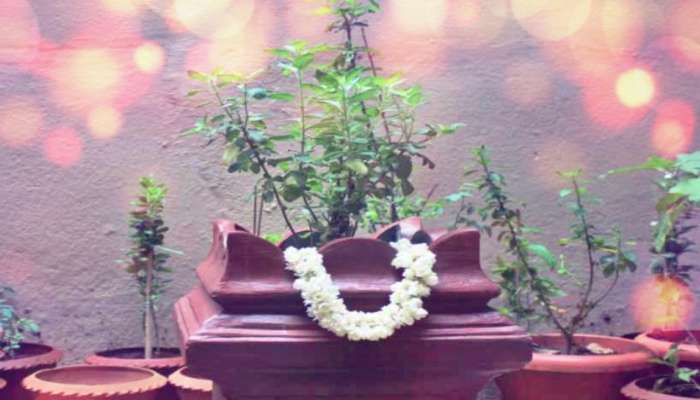 ಮನೆ ಮುಂದಿನ ತುಳಸಿ ನೀಡುವ ಈ ಚಿಹ್ನೆಗಳು... ಶೀಘ್ರದಲ್ಲೇ ನಿಮ್ಮ ಕಷ್ಟ ದೂರವಾಗುತ್ತೆ ಎನ್ನುವುದರ ಅರ್ಥ..!