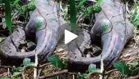 viral Video: ಹೆಬ್ಬಾವಿನ ಹೊಟ್ಟೆಯೊಳಗೆ ಪತ್ತೆಯಾದ ಹೊಲಕ್ಕೆ ಹೋಗಿದ್ದ ರೈತ.. ನಿಮ್ಮ ಎದೆಯನ್ನು ನಡು