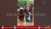 ಮಾವುತನಿಗೆ ಮಳೆಯ ಒಂದು ಹನಿಯೂ ಬೀಳದಂತೆ ಗೋಡೆಯಾದ ಆನೆಗಳು  