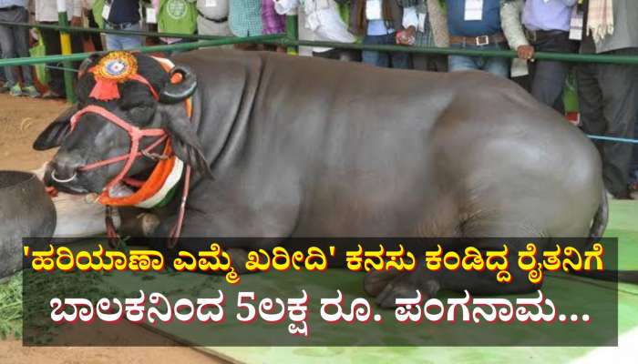 ಹರಿಯಾಣ ಎಮ್ಮೆ ಖರೀದಿ... 12 ವರ್ಷದ ಮಗನ ಆಟಕ್ಕೆ 5 ಲಕ್ಷ ರೂ. ಕಳೆದುಕೊಂಡ ರೈತ 
