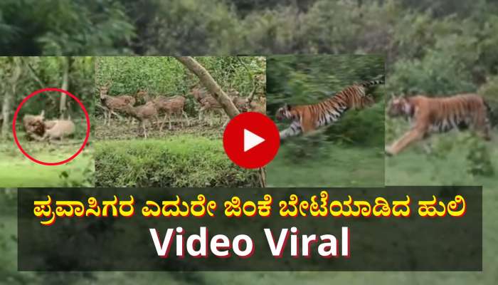 ಪ್ರವಾಸಿಗರ ಮುಂದೆಯೇ ಜಿಂಕೆ ಬೇಟೆಯಾಡಿದ ಹುಲಿ: ವಾಚ್ ವೈರಲ್ ವಿಡಿಯೋ 