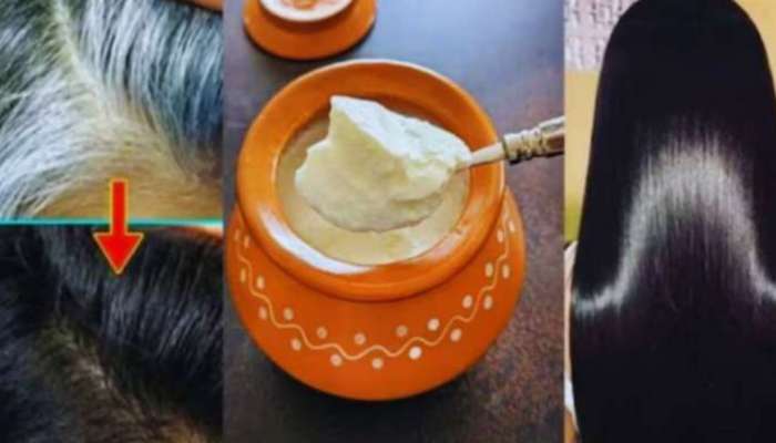 ಮೊಸರಿನಲ್ಲಿ ಈ ಪುಡಿ ಬೆರೆಸಿ ಹಚ್ಚಿದ್ರೆ ಸುಲಭವಾಗಿ ಕಪ್ಪಾಗುತ್ತೆ ಬಿಳಿ ಕೂದಲು.... 