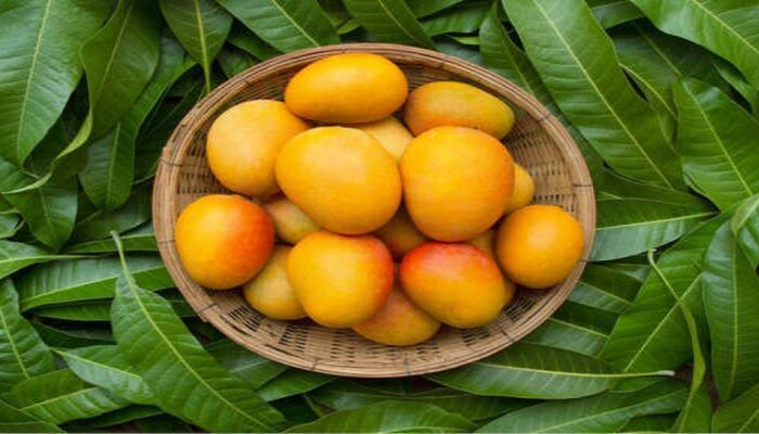 Health benefits of Mango : ಈ ಎಲ್ಲಾ ರೋಗಗಳ ವಿರುದ್ಧ ಹೋರಾಡುವ ಶಕ್ತಿಯಿದೆ ಮಾವಿಗೆ
