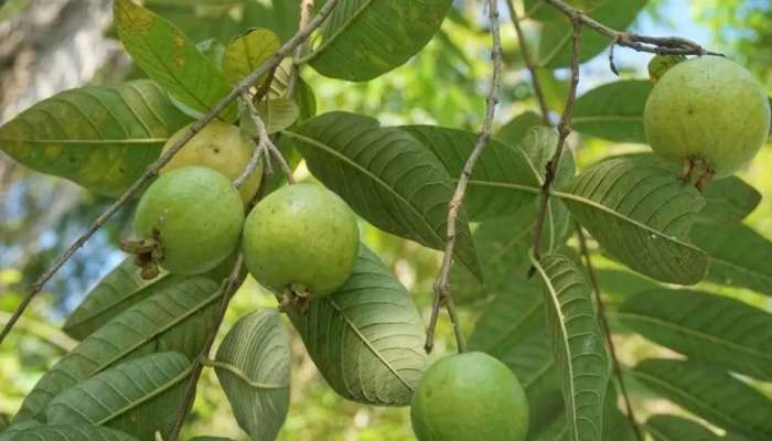 Benefits of Guava:  ಆರೋಗ್ಯಕ್ಕೆ ಅದ್ಭುತ ಪ್ರಯೋಜನಗಳನ್ನು ನೀಡುವ ಪೇರಲ ಹಣ್ಣು