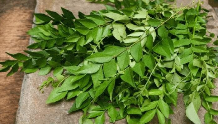 Curry leaves Benefits: ಬುಡದಿಂದ ತಲೆವರೆಗೆ ಅದ್ಭುತ ಪ್ರಯೋಜನ ನೀಡುತ್ತೆ ಕರಿಬೇವು 