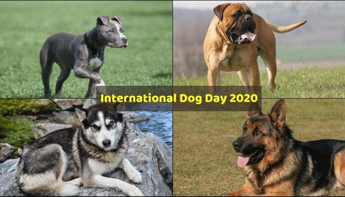 International Dog Day 2020: ವಿಶ್ವದ 5 ಅಪಾಯಕಾರಿ ನಾಯಿಗಳಿವು