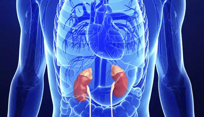 World Kidney Day-ಈ 7 ವಿಷಯ ನೆನಪಿನಲ್ಲಿಟ್ಟರೆ ಎಂದಿಗೂ ಎದುರಾಗುವುದಿಲ್ಲ ಮೂತ್ರಪಿಂಡದ ಸಮಸ್ಯೆ