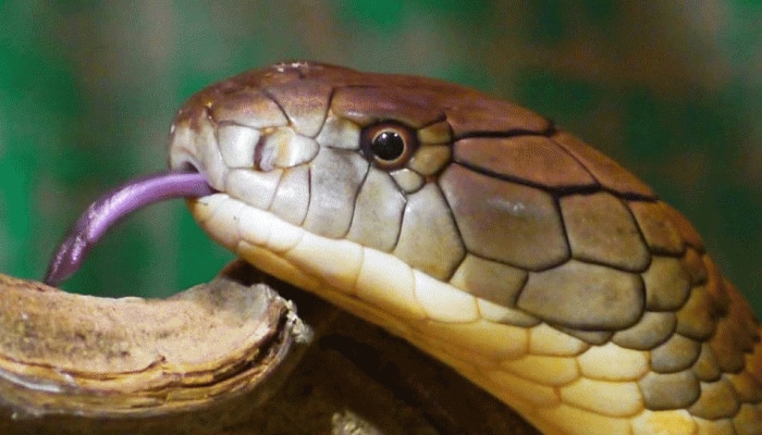 King Cobra: ಇವು ಭಾರತದ 5 ಅತ್ಯಂತ ಅಪಾಯಕಾರಿ ವಿಷಕಾರಿ ಹಾವುಗಳು