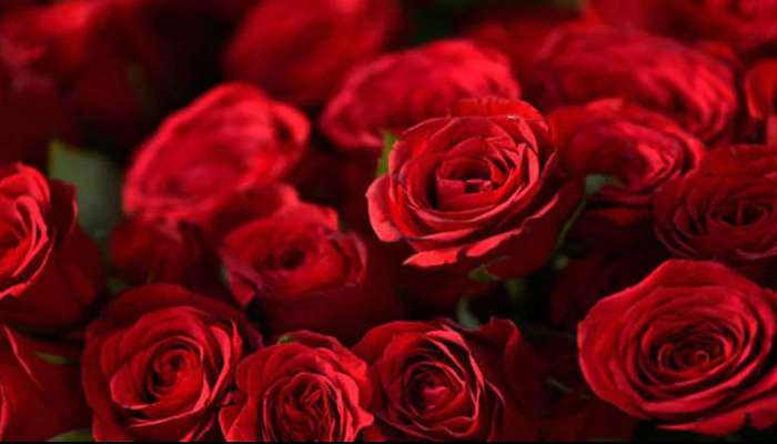 Rose Day: ಗುಲಾಬಿ ಬಣ್ಣಗಳ ಪ್ರಾಮುಖ್ಯತೆ ಏನು? ಯಾವ ಬಣ್ಣದ ಗುಲಾಬಿ ಏನನ್ನು ಸೂಚಿಸುತ್ತೆ? 