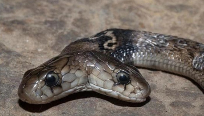 Rare Two Headed Cobra:ಭಾರತದ ಈ ರಾಜ್ಯದಲ್ಲಿ ದೊರೆತಿದೆ ಅಪರೂಪದ ಎರಡು ತಲೆಗಳ ನಾಗರ ಹಾವು