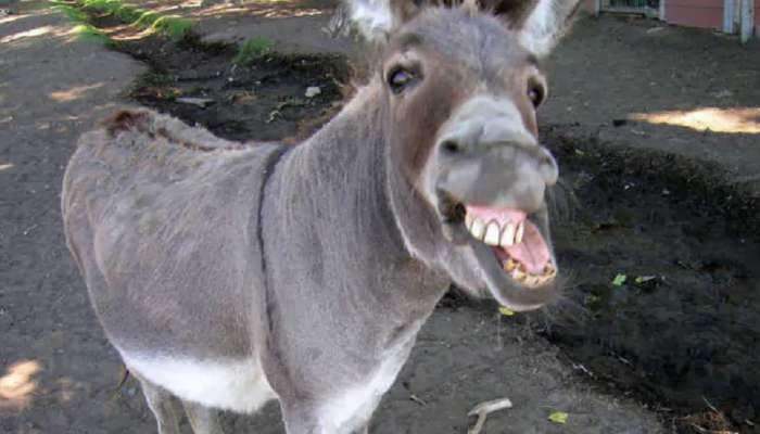 Donkey Export In Pakistan: China ಜನರಿಗಾಗಿ ಕತ್ತೆಗಳನ್ನು ಸಾಕುತ್ತಿದೆ ಪಾಕಿಸ್ತಾನ, ಕಾರಣ ಗೊತ್ತಾ?
