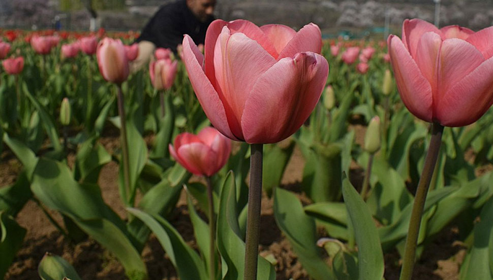 Asias largest tulip garden in jammu kashmir News in Kannada